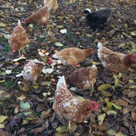 Les poules d herauville qui picorent 1